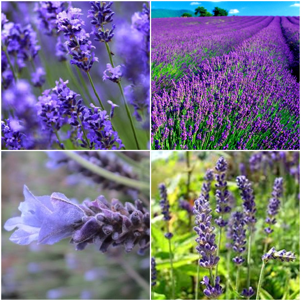 Lavandula Officinalis